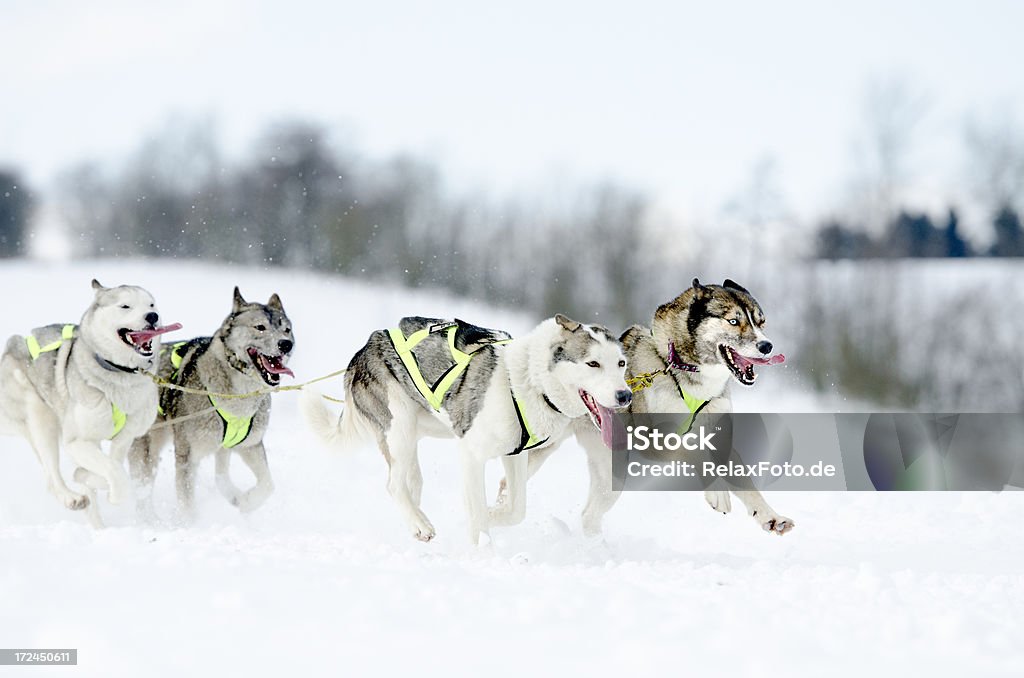 Groupe de chiens de traîneau husky de course dans la neige - Photo de Activité libre de droits