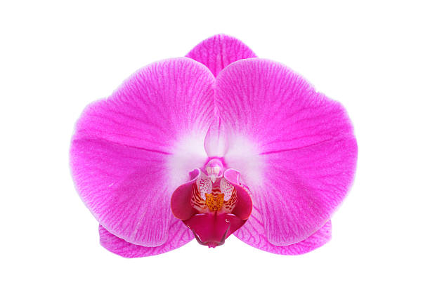 istock Purple orchid 172450750