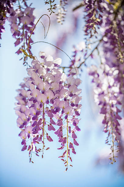 istock Blooming Wisteria in Rome, Italy 172450771