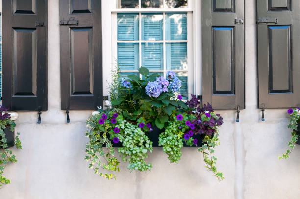 istock Potted plants outside window in summer 172450963