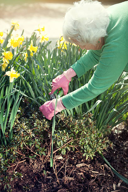 sênior mulher jardinagem - planting clothing gray hair human age - fotografias e filmes do acervo