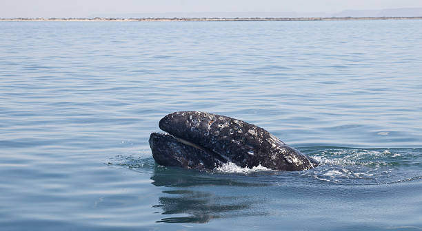 istock Gray Whale (Eschrichtius robustus) showing  baleen 172451081