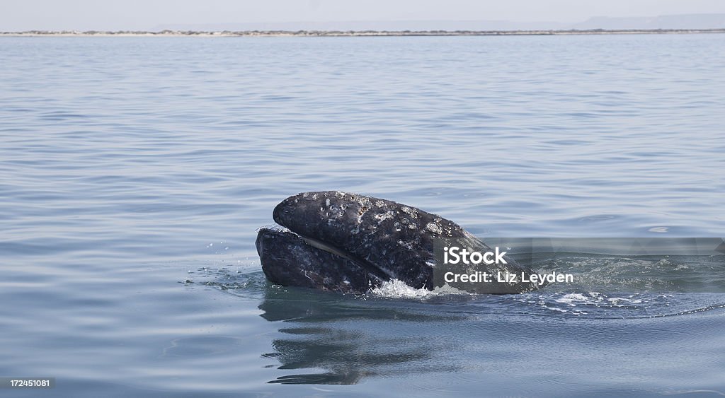 Gray Whale (Eschrichtius robustus) showing  baleen A Gray Whale Stock Photo