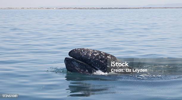 Gray Whale Showing Baleen Stock Photo - Download Image Now - Gray Whale, Mexico, Animal