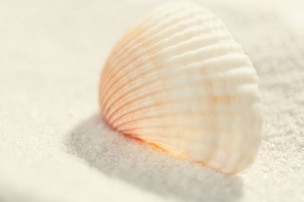istock Cockle Seashell on White Sand Beach Horizontal 172451086
