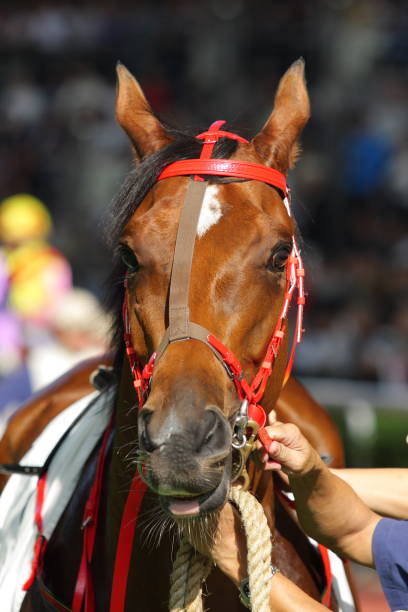 istock Horse Portrait 172451197