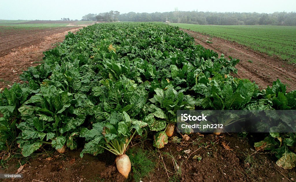 Feld mit Zucker Beete - Lizenzfrei Zuckerrübe Stock-Foto