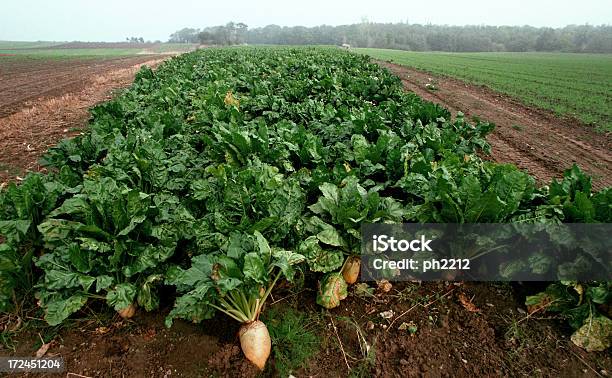 Feld Mit Zucker Beete Stockfoto und mehr Bilder von Zuckerrübe - Zuckerrübe, Agrarbetrieb, Nutzpflanze