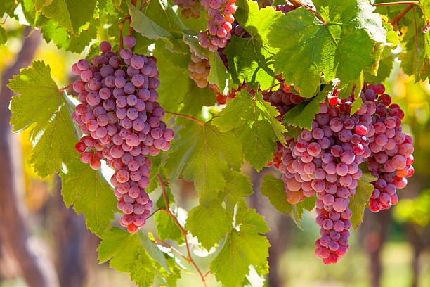 Grapes on Vineyard stock photo