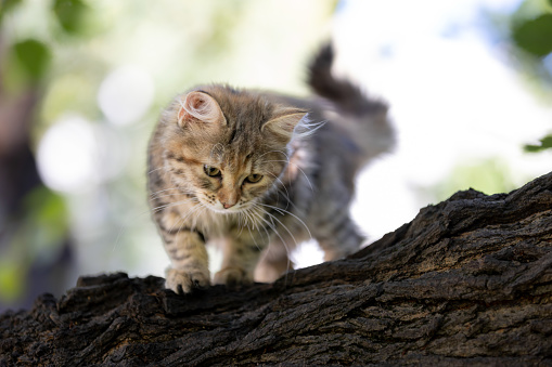 Tabby stray kitten is walking around in nature.