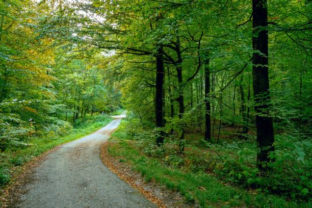 istock Scenic pathway leading through a lush, wooded forest, surrounded by tall, majestic trees 1724526399