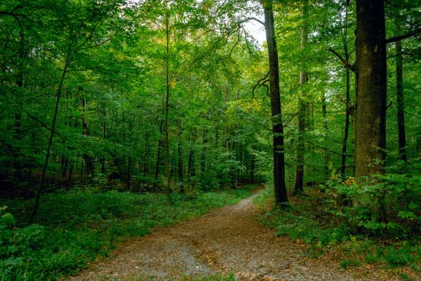 istock Scenic pathway leading through a lush, wooded forest, surrounded by tall, majestic trees 1724526403