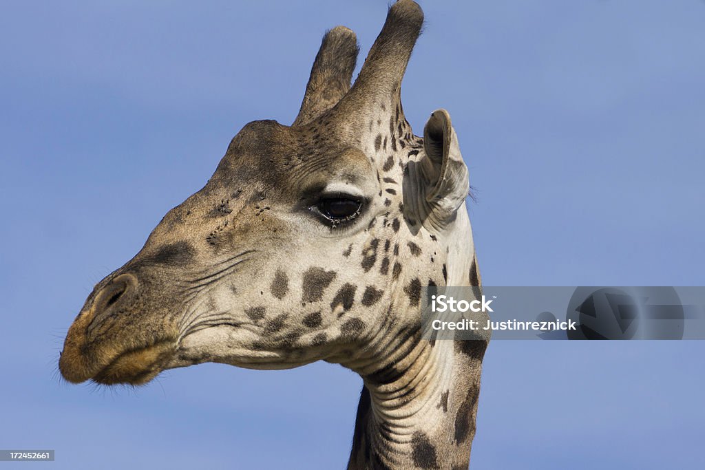 Giraffa primo piano - Foto stock royalty-free di Africa