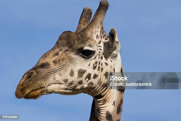 Foto de Girafa Closeup e mais fotos de stock de Animais de Safári - Animais de Safári, Animal selvagem, Fauna Silvestre