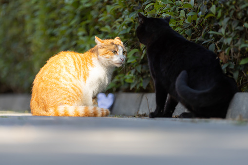 Two stray cats is looking each other on the street.