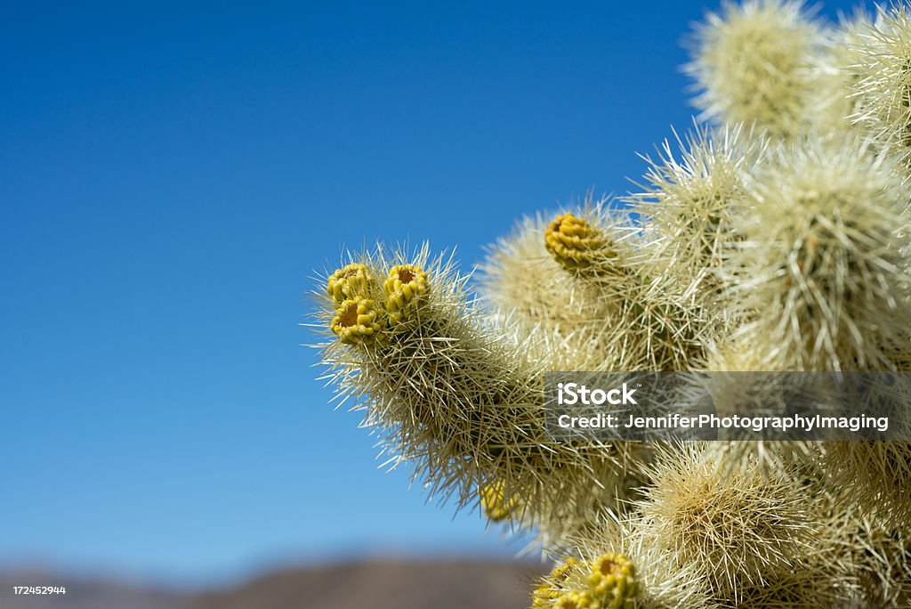 Kaktus Cholla - Zbiór zdjęć royalty-free (Bez ludzi)