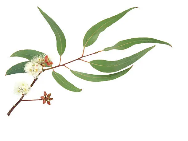 Eucalyptus branch with leaves, buds and blossom