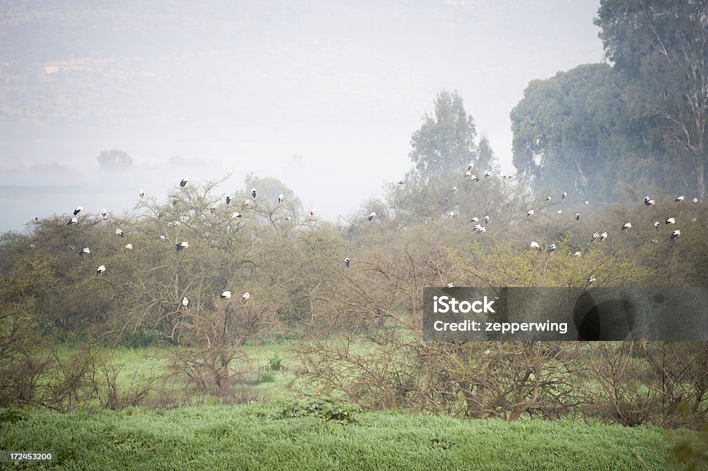 Cegonhas em névoa - Foto de stock de Animal selvagem royalty-free