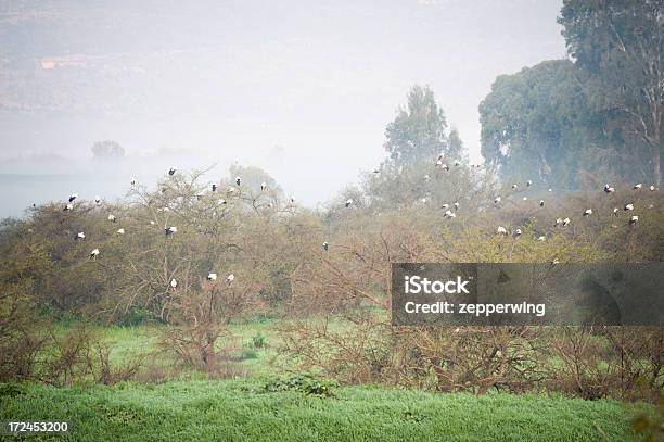 Foto de Cegonhas Em Névoa e mais fotos de stock de Animal selvagem - Animal selvagem, Bosque - Floresta, Cegonha