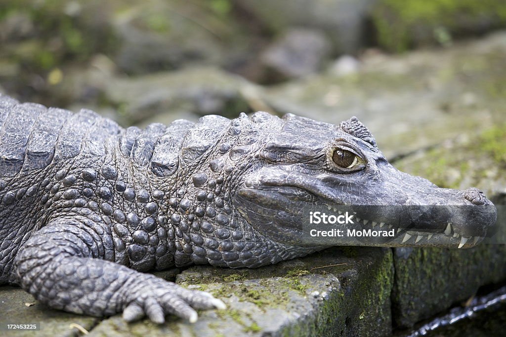 krokodyl - Zbiór zdjęć royalty-free (Aligator)