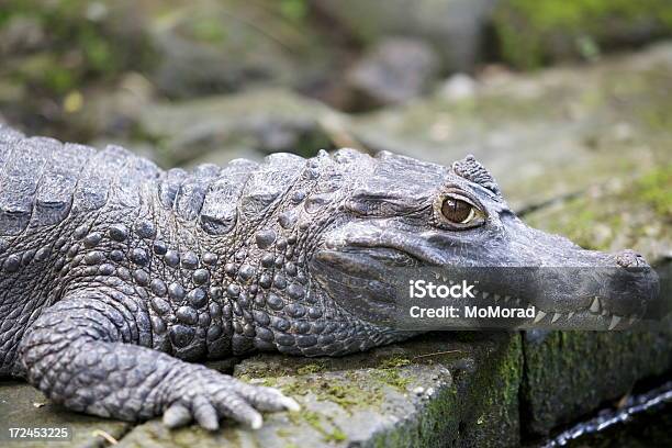 Krokodyl - zdjęcia stockowe i więcej obrazów Aligator - Aligator, Bliskie zbliżenie, Część ciała zwierzęcia