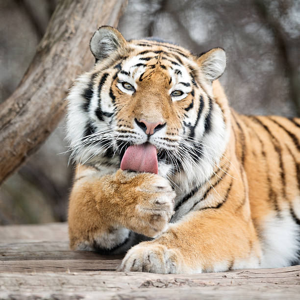 A tiger is cleaning itself between the trees