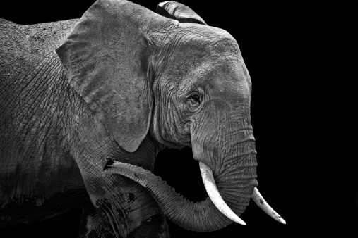 Elephant from the side turned black and white.