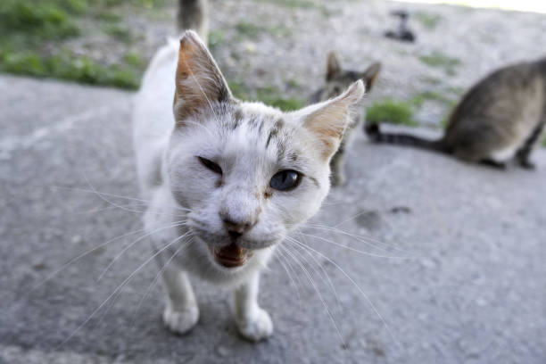 Chats errants dans la rue - Photo