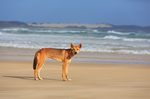 A photograph of a dingo on a beach at Fraser Island, Australia. The dingo is standing on a sandy beach, it's right hand side visible, and it is looking into the camera. Ocean waves can be seen behind the dingo crashing on the coastline, with land and blue sky in the background.