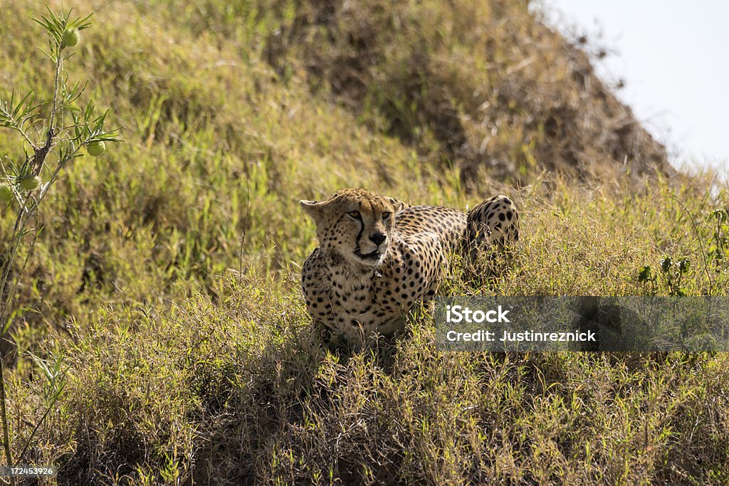 ghepardo - Foto stock royalty-free di Africa