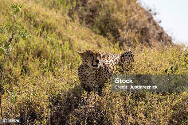 Ghepardo - Fotografie stock e altre immagini di Africa - Africa, Ambientazione esterna, Animale da safari