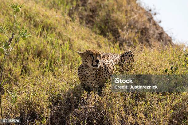 Gepard - zdjęcia stockowe i więcej obrazów Afryka - Afryka, Bez ludzi, Dzikie zwierzęta