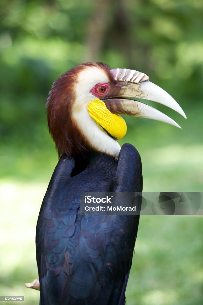 Calao festonné - Photo de Animal mâle libre de droits