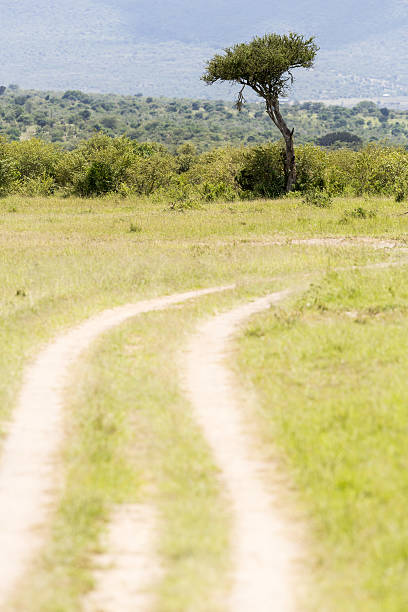 istock African Acacia Tree at Savannah 172454033