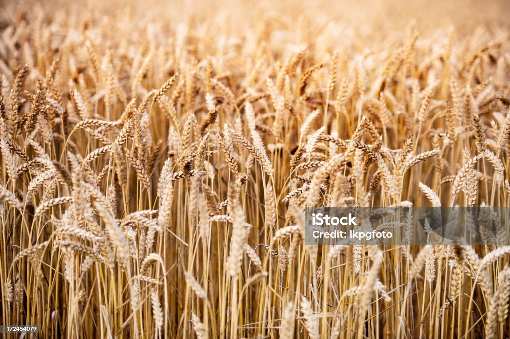 De cevada - Royalty-free Agricultura Foto de stock