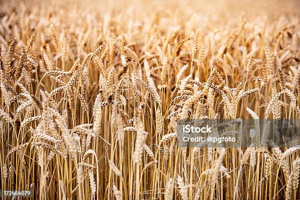 De Cevada - Fotografias de stock e mais imagens de Agricultura - Agricultura, Amarelo, Ao Ar Livre