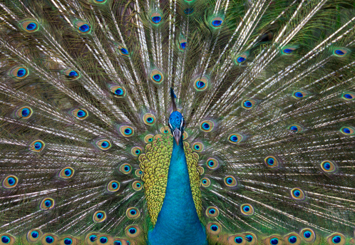 Peacock feathers plumage textured closeup