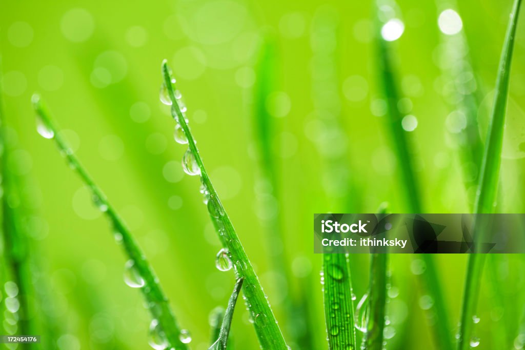 Grüner Grashintergrund - Lizenzfrei Bildhintergrund Stock-Foto