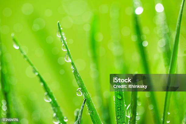 Grüner Grashintergrund Stockfoto und mehr Bilder von Bildhintergrund - Bildhintergrund, Bildschärfe, Blatt - Pflanzenbestandteile
