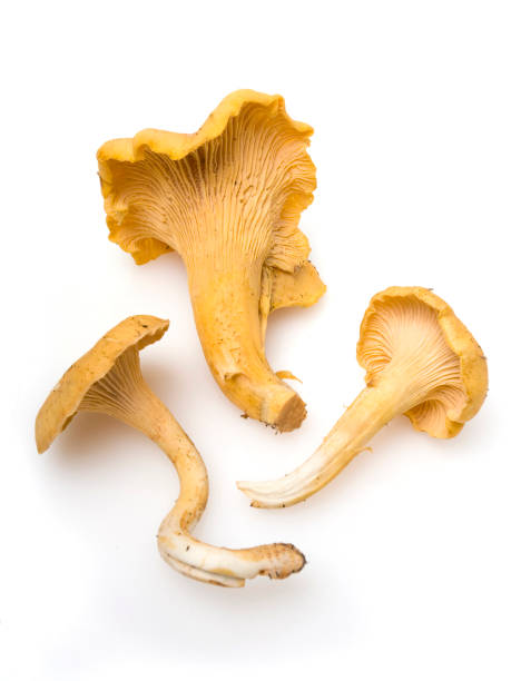 Golden Chanterelle Mushroom "Golden Chanterelle Mushroom found in the forest of the Pacific Northwest, Oregon" chanterelle edible mushroom gourmet uncultivated stock pictures, royalty-free photos & images