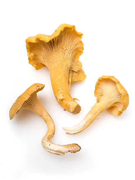 лисичка обыкновенная гриб - chanterelle edible mushroom gourmet uncultivated стоковые фото и изображения