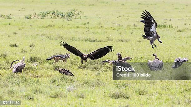 Biancobacked Jackals E I Fanatici Della - Fotografie stock e altre immagini di Africa - Africa, Africa orientale, Ambientazione esterna