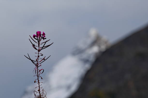 istock Ivan-Tea on the background of mountains 1724546860