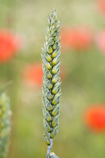 The ear bread wheat stands on a field with poppies as red and blurred dots in the background.