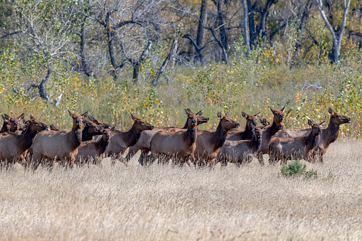 Montana cow elk running at Charles M. Russell wildlife refuge in northwestern USA of North America. Nearest cities are Marfa, Billings, Bozeman, Great Falls, Helena, Lewisville and Roundup Montana.