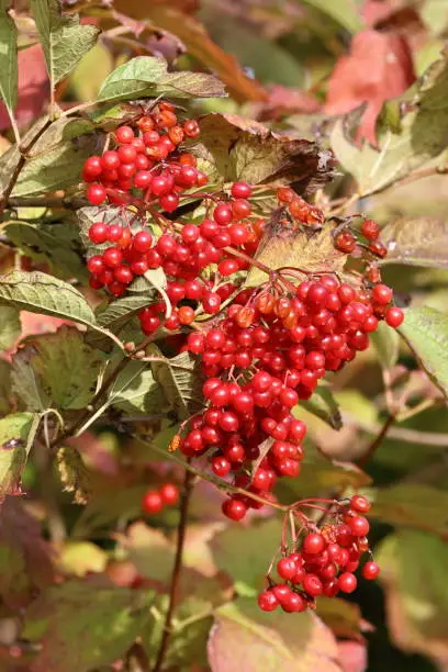 Berry,
wildberries, fruit, fruits,
Forest berries, autumn