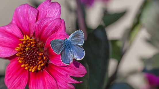 A common blue butterfly landed on a Zinnia elegans flower in summer in a garden.