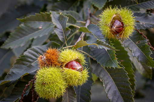 The sweet chestnut in the tree, all ripened and ready to fall from the shell with sharp spines, North Brabant province, Netherlands