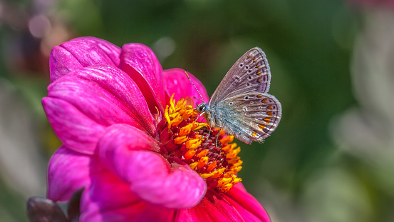 A common blue butterfly collects nectar from a Zinnia elegans flower in autumn in a garden.