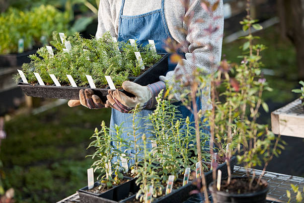 istock Man working in plant nursery 172454895